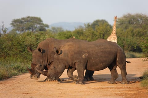Rhino Ridge Safari Lodge Capanno nella natura in KwaZulu-Natal