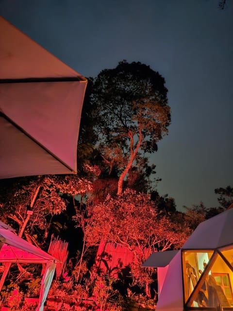 Night, Garden, Garden view