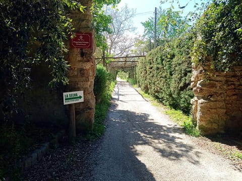 Spring, Day, Natural landscape, Street view