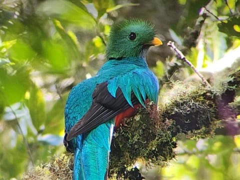 Tangara Lodge Nature lodge in Cartago Province, Costa Rica