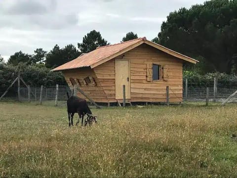 Property building, Day, Animals