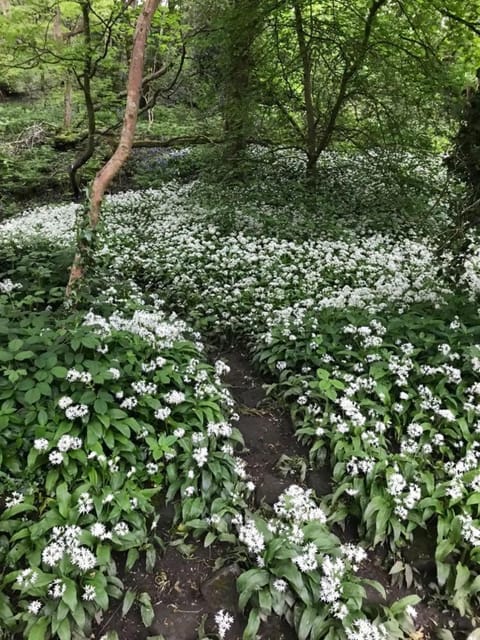 Spring, Natural landscape