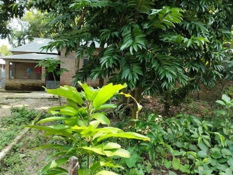 Property building, Garden, Garden view