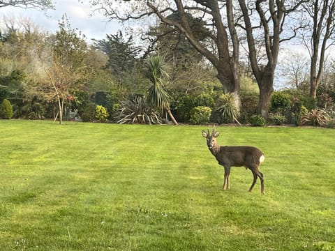 Natural landscape, Garden, Animals, Garden view