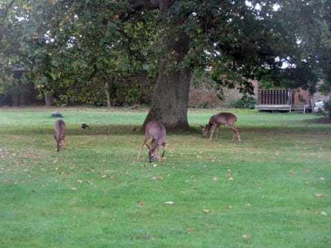 Natural landscape, Garden, Animals, Garden view