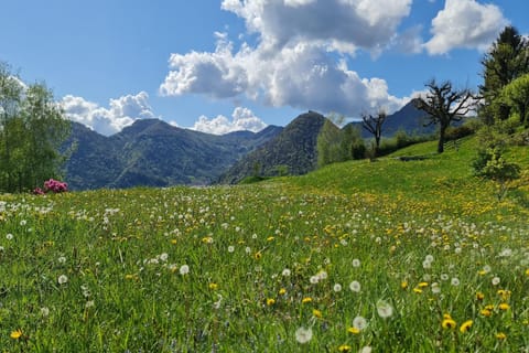 Garden, Garden, Garden view