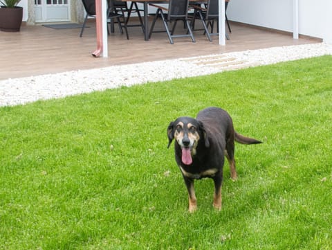 Garden, Pets