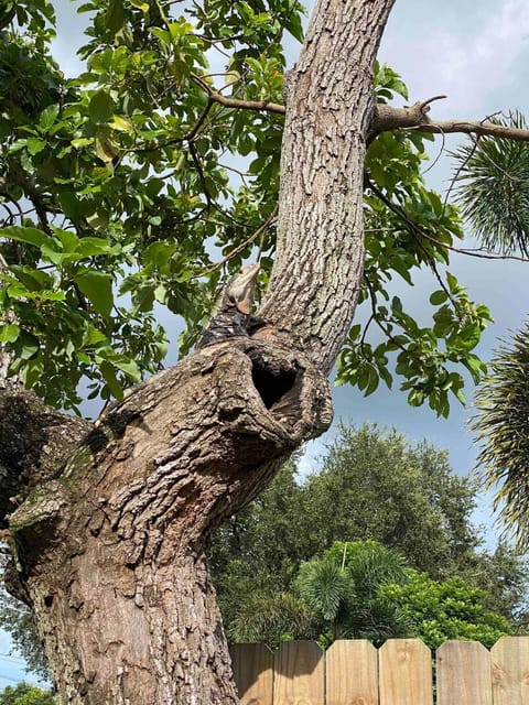 Mazor luxury one bedroom vacation Home House in Dania Beach