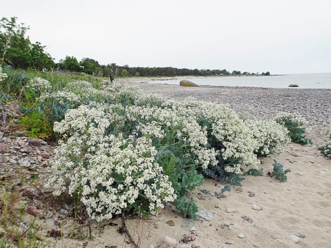 Beach, Sea view