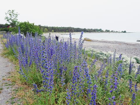 Beach, Sea view