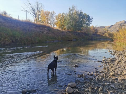 Natural landscape, Pets, River view