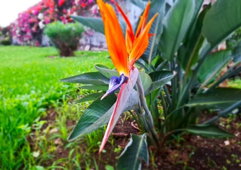 Patio, Day, Garden, Garden, Garden view, Garden view