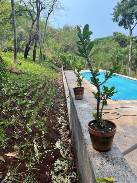 Garden, Garden view, Pool view, Swimming pool