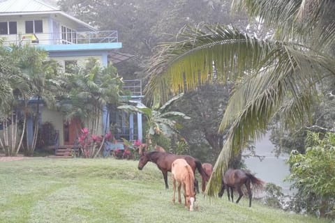 Toucan Nest Apartment in Cayo District