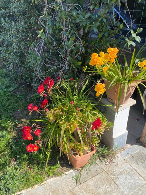 Spring, Day, Garden, Garden view