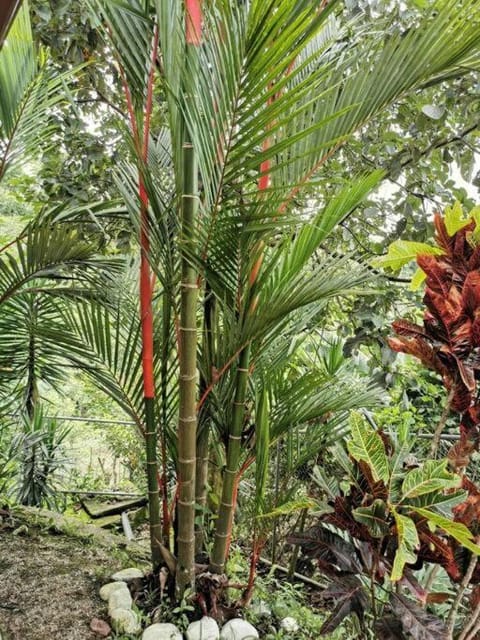 Oropéndola Rain Forest Apartment in Alajuela Province