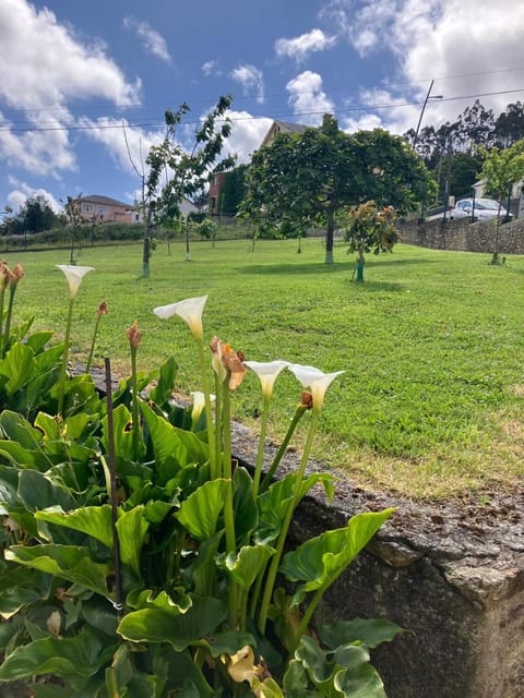 Natural landscape, Garden, Garden view