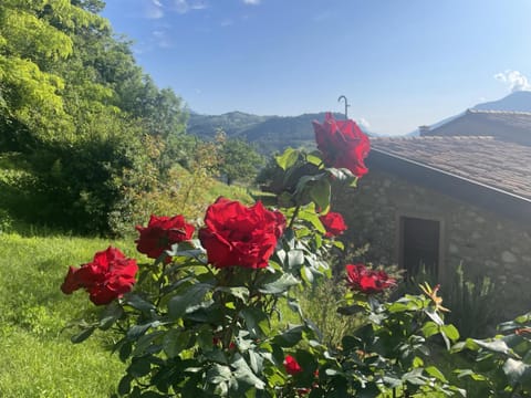 Spring, Garden, Garden view