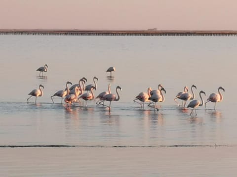 LE THAU Maison Mèze 90 m2 vue Etang proche plage à 200 m de La Conque Villa in Mèze