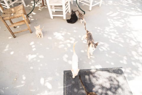 Animals, Animals, Pets, Pets, pet friendly, pet friendly