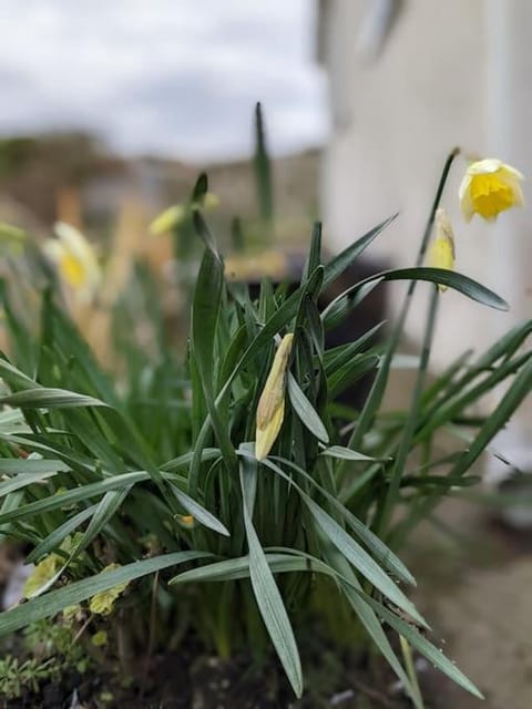 Garden, Garden view