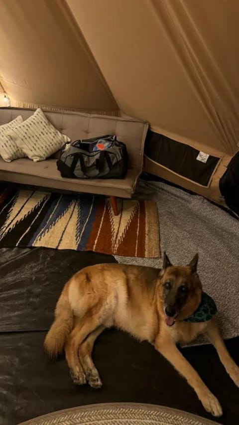 Bed, Photo of the whole room, Bedroom, Pets