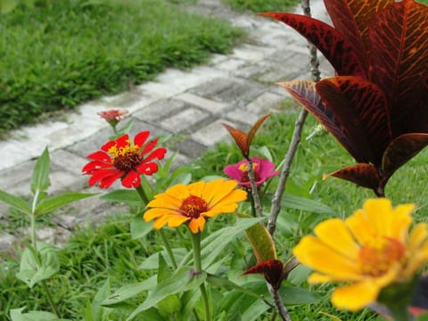 Spring, Garden, Garden view