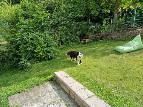 Garden, Pets, Garden view