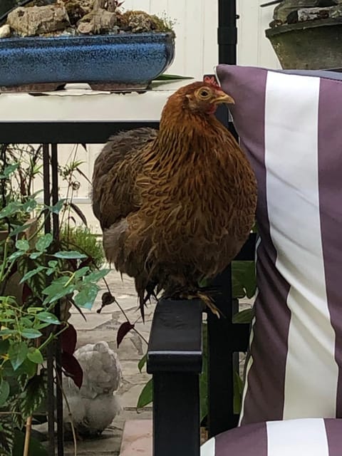 La Thibautière Bed and Breakfast in Gennes-Val-de-Loire