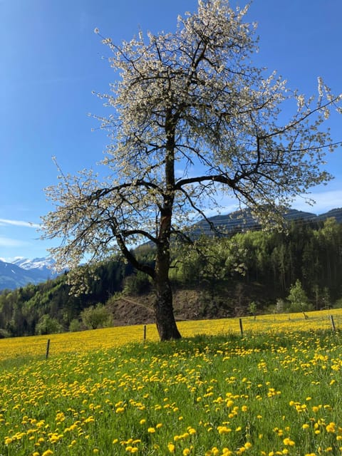Spring, Day, Natural landscape, Mountain view