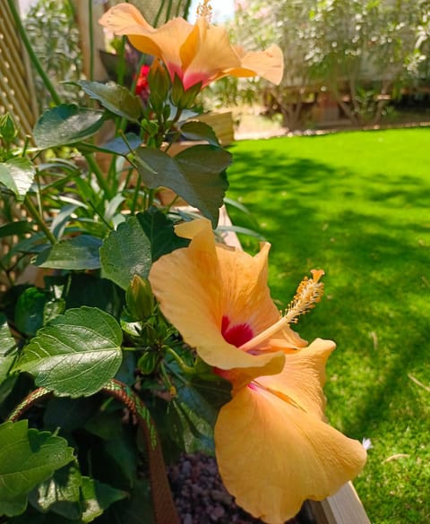 Garden, Garden, Garden view