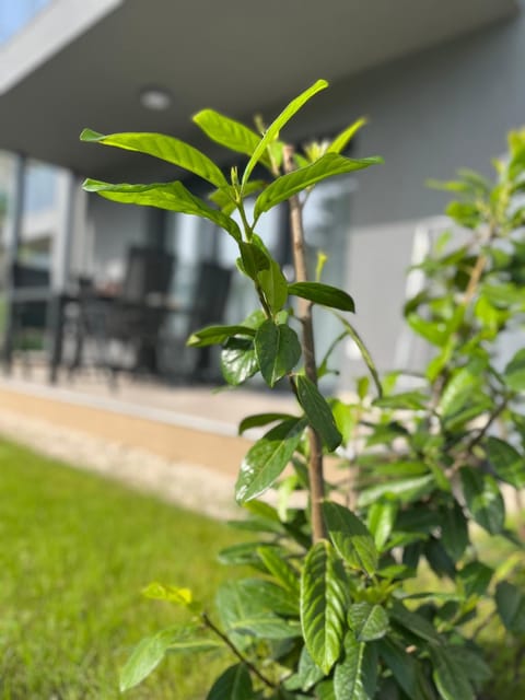 Garden, Balcony/Terrace