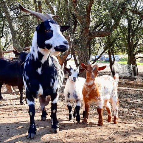 Quinta Pedagógica da Samoqueirinha - Duna Parque Group Farm Stay in Vila Nova de Milfontes