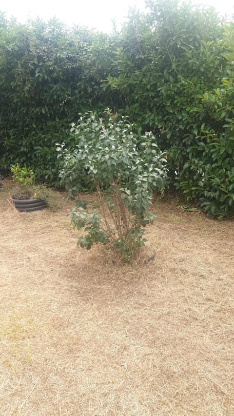 Garden, Garden view