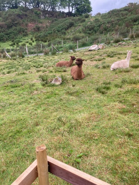 Shepherds Hut on Alpaca and working farm Luxury tent in Trawsfynydd