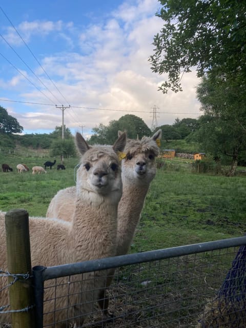 Shepherds Hut on Alpaca and working farm Luxury tent in Trawsfynydd