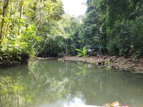 Cool Waters Jungle Camping Luxury tent in Bahía Ballena