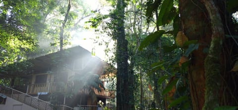 Cool Waters Jungle Hostel Bed and Breakfast in Bahía Ballena