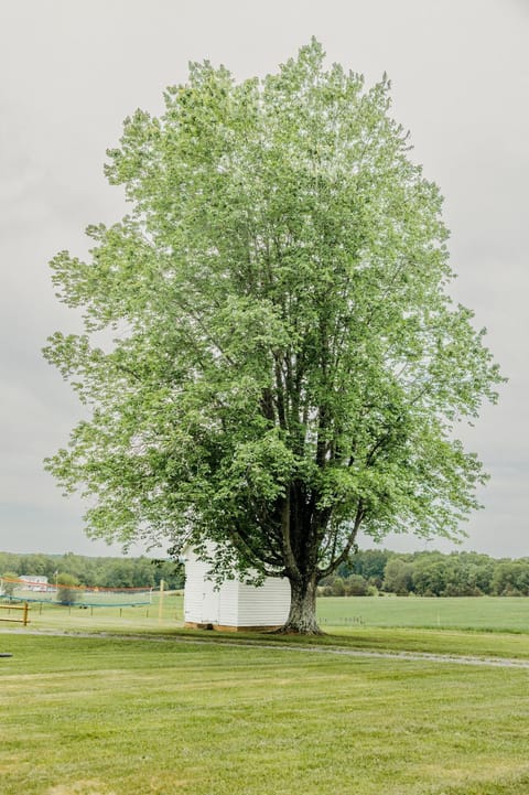 Natural landscape, Garden view