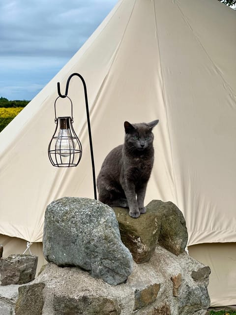 The Beehive Tenda de luxo in Martletwy