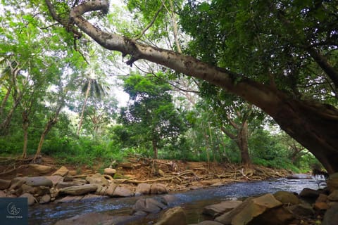 Natural landscape, River view