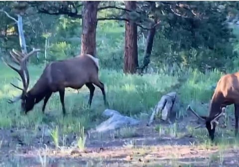 Spacious Zen Nature Town Retreat House in Estes Park