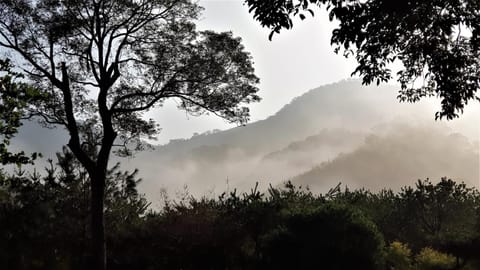 Around The Tree Manor Vacation rental in Taiwan, Province of China