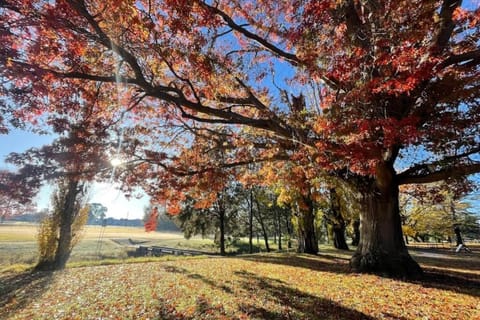 The Workers Cottage Casa in Tenterfield