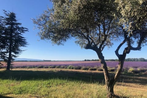 04B1 Apartment in the heart of lavender fields Apartment in Valensole