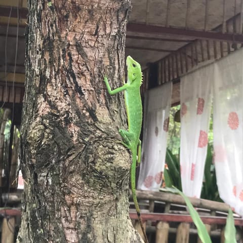 Balili Garden Nature lodge in El Nido