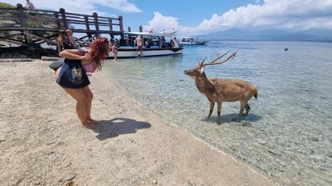 Putu Guest House Pemuteran Bed and Breakfast in Bali