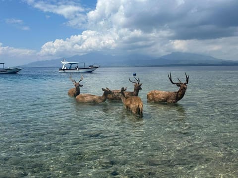 Putu Guest House Pemuteran Bed and Breakfast in Bali