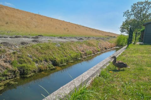 Animals, River view