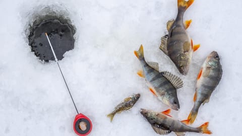 Activities, Winter, Fishing